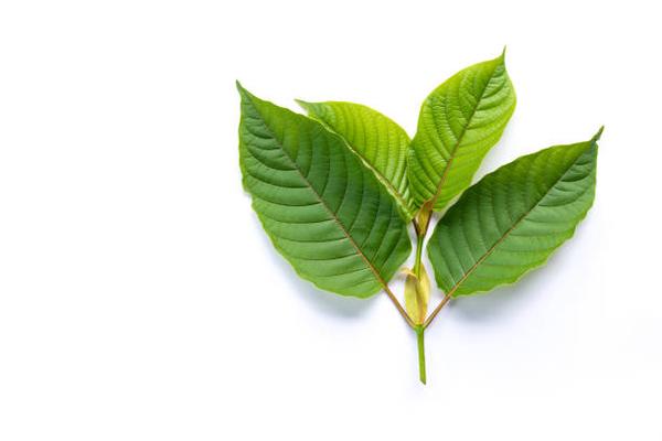 Kratom and the Quest for Balance An Exploration of Its Therapeutic Potential